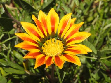 Santiago, Şili için çiçekler