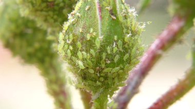 Santiago, Şili'deki bir gül yaprağı üzerinde zararlıları