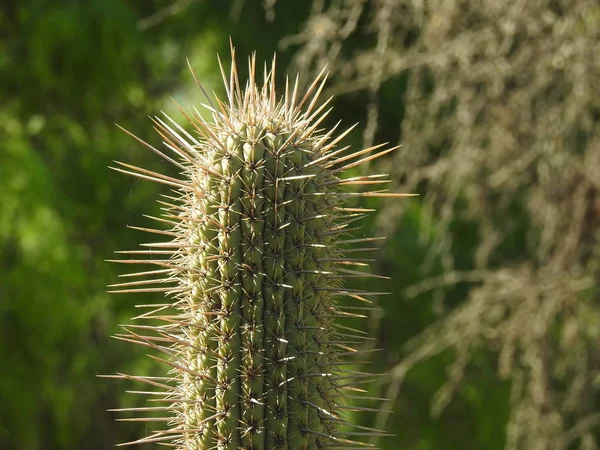 Planta do cacto encontrada em Santiago, Chile — Fotografia de Stock