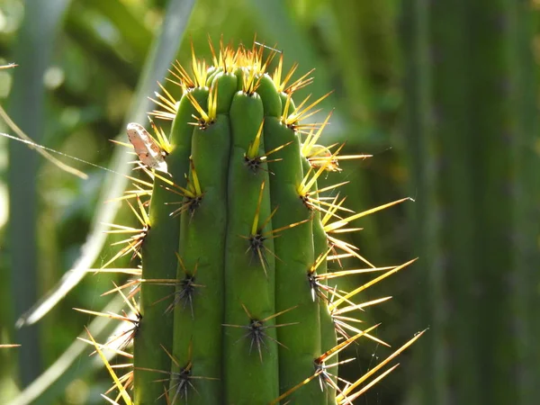 Kaktusz növény található Santiago, Chile — Stock Fotó