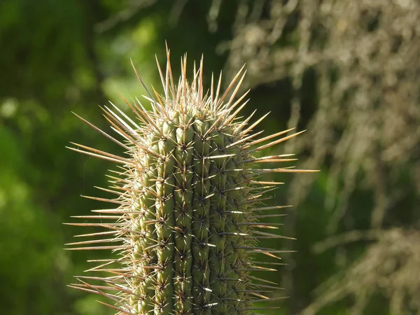 Kaktus roślina znajduje się w Santiago, Chile — Zdjęcie stockowe
