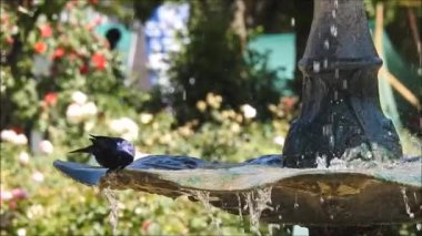 Santiago, Şili'deki bir çeşme su üzerinde oyun kuş