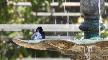 Santiago, Şili'deki bir çeşme su üzerinde oyun kuş