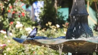 Santiago, Şili'deki bir çeşme su üzerinde oyun kuş