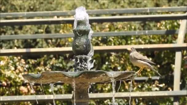 Vogel Spielt Auf Einem Brunnenwasser Santago Chile — Stockvideo