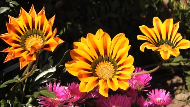 サンティアゴ チリのアラウカノ公園の花 — ストック動画