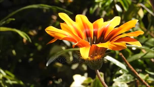Květy Araucano Parku Santiagu Chile — Stock video