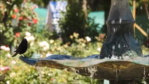 Bird Playing Fountain Water Santiago Chile — Stock Video