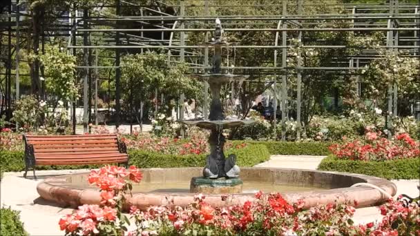 Rosengarten Und Brunnen Araucano Park Santiago Chile — Stockvideo