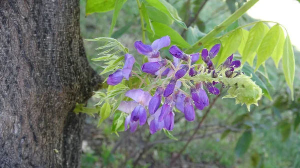 Fiori Parco Araucano Santiago Cile — Foto Stock