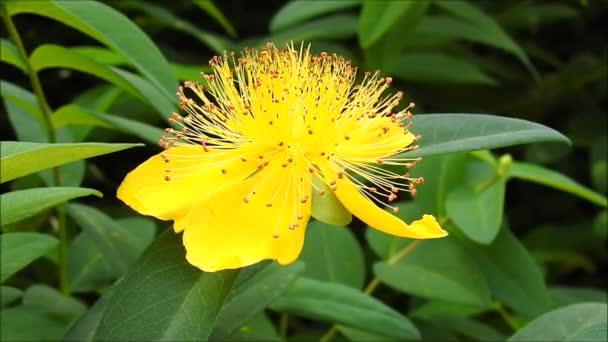 Flor Amarilla Parque Chile — Vídeos de Stock