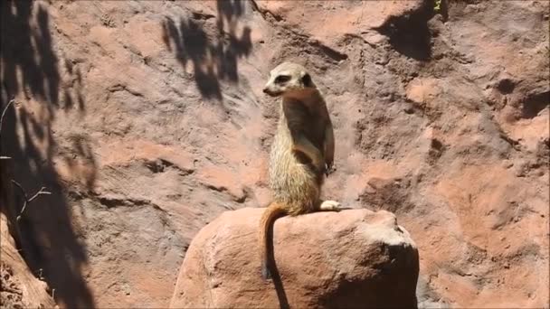 Meerkat animal en Santiago le Chili  