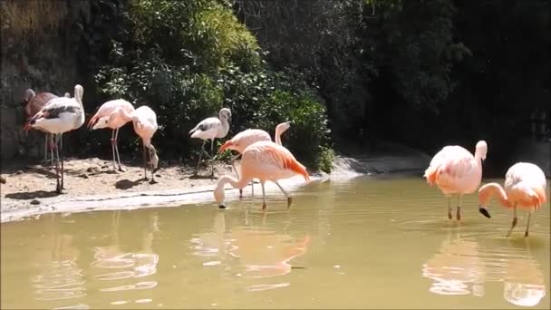  Flamants roses en Santioago, le Chili 