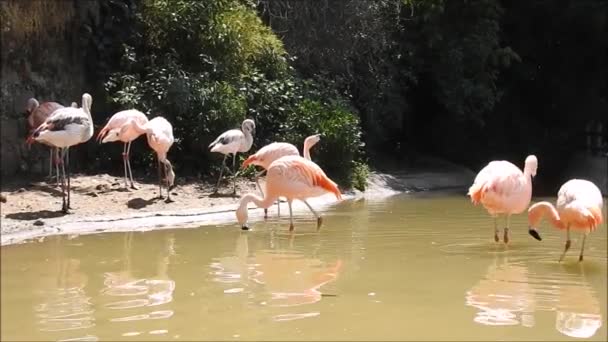 Santioago 的粉红火烈鸟 — 图库视频影像