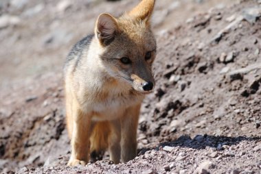 fox Dağı Andes Şili'de bulundu