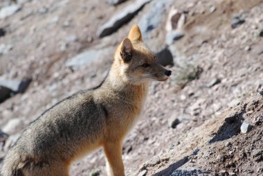 fox Dağı Andes Şili'de bulundu