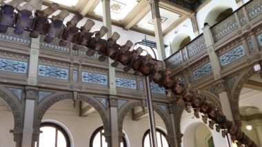 Dinazor iskeleti Fuar Şili Ulusal Müzesi'nde