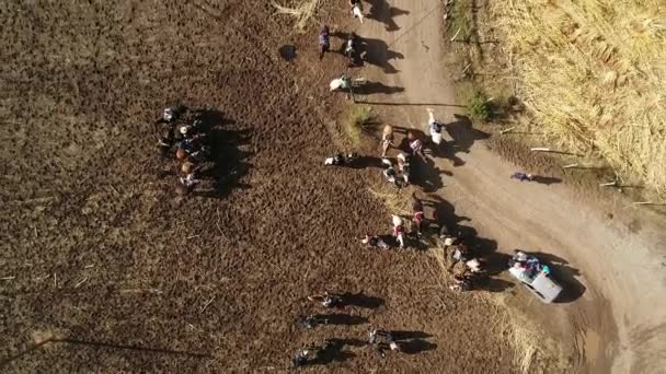 Luchtfoto Van Paard Opleiding Activiteit Bergdal Chili — Stockvideo