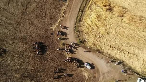 Aerial View Horse Training Activity Mountain Valley Chile — Stock Video