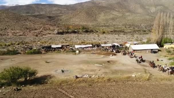 Vista Aérea Atividade Treinamento Cavalos Vale Montanha Chile — Vídeo de Stock