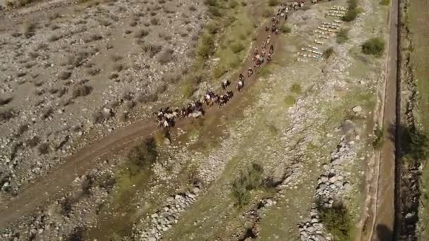 Aerial View Horse Training Activity Mountain Valley Chile — Stock Video