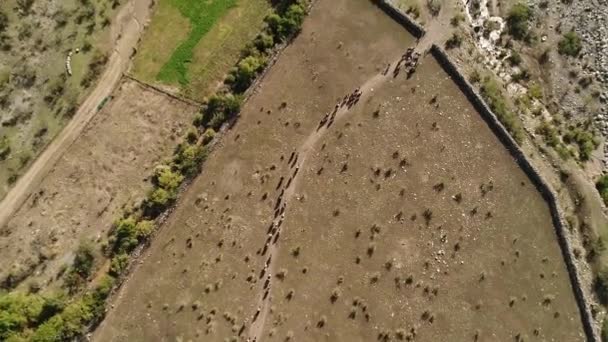 Vue aérienne de l'activité d'entraînement à cheval dans la vallée de montagne au Chili 