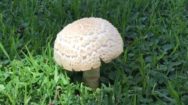 在公园发现蘑菇植物 — 图库视频影像