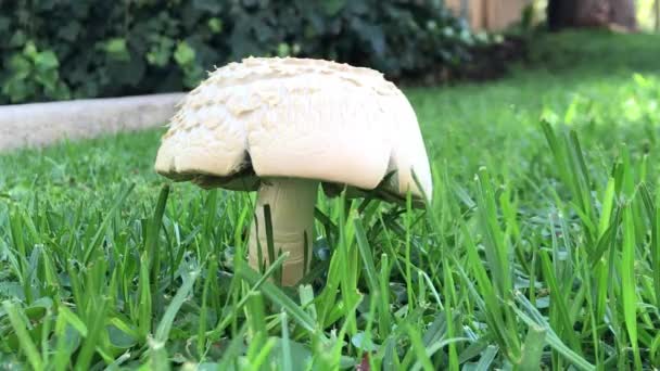 Mushroom Plant Found Park — Stock Video