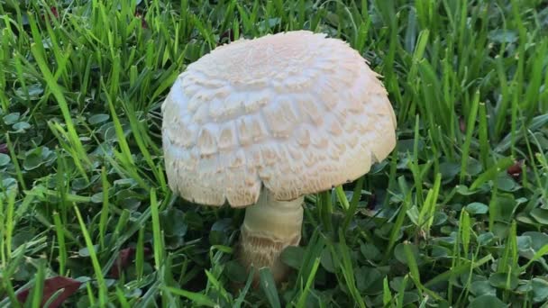 Mushroom Plant Found Park — Stock Video