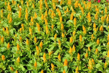 Tayland 'da bir parkta çiçekler.