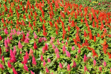 Tayland 'da bir parkta çiçekler.