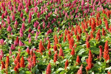 Tayland 'da bir parkta çiçekler.