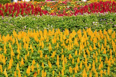 Tayland 'da bir parkta çiçekler.