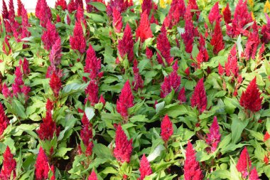 Tayland 'da bir parkta çiçekler.