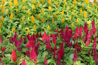 Tayland 'da bir parkta çiçekler.