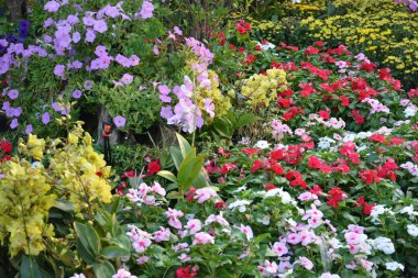 Tayland 'da bir parkta çiçekler.