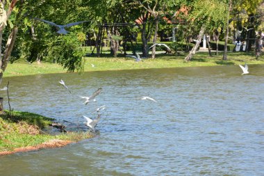 Tayland 'da bir parkta çiçekler.