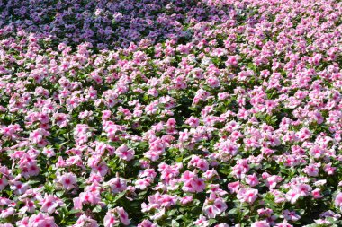 Tayland 'da bir parkta çiçekler.