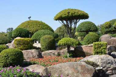 Tayland 'da bir parkta çiçekler.
