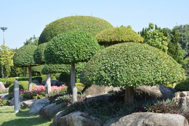 Tayland 'da bir parkta çiçekler.