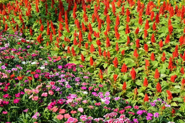 Цветы Парке Таиланде — стоковое фото