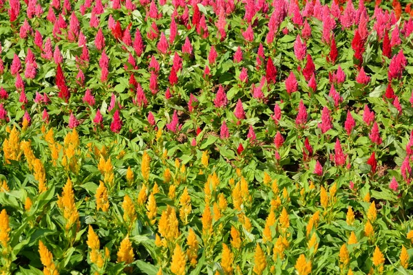 Fleurs Dans Parc Thaïlande — Photo