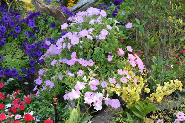 Fleurs Dans Parc Thaïlande — Photo