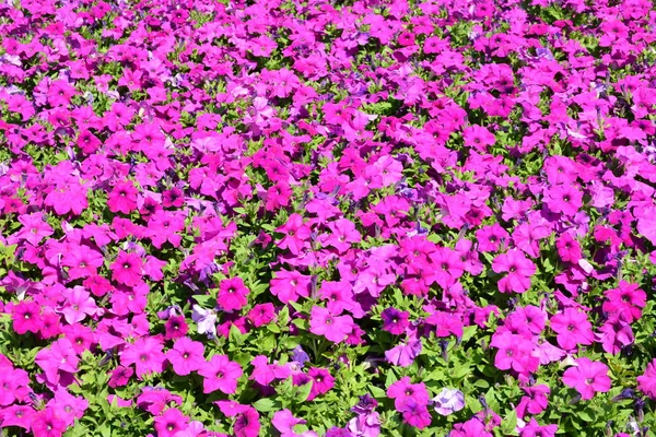 Flores Parque Tailandia — Foto de Stock