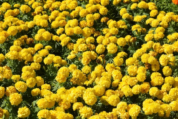 Virágok Egy Parkban Thaiföldön — Stock Fotó