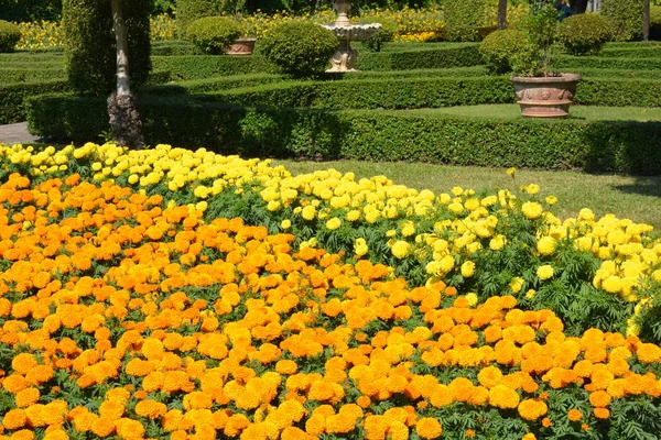 Flowers Park Thailand — Stock Photo, Image