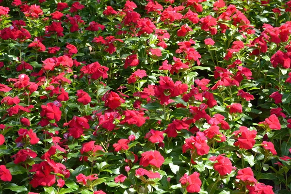 Fleurs Dans Parc Thaïlande — Photo