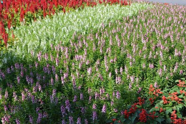 Fleurs Dans Parc Thaïlande — Photo