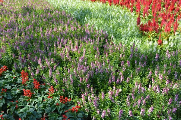 Fleurs Dans Parc Thaïlande — Photo