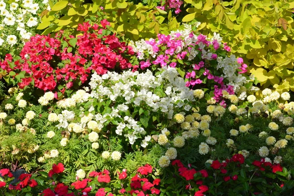 Flowers Park Thailand — Stock Photo, Image